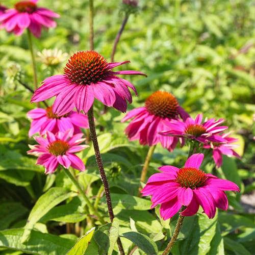 Echinacea (purpurea) Doppeldecker - for Sale Echinacea (purpurea) Doppeldecker