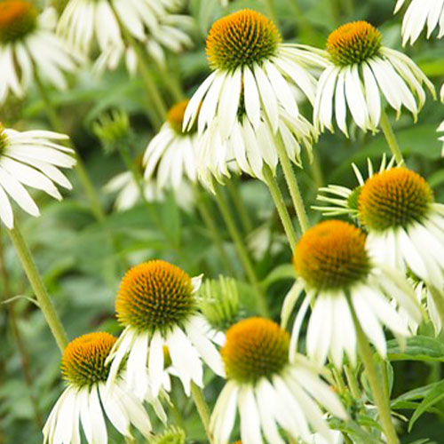 Echinacea (purpurea) White Swan - for Sale Echinacea (purpurea) White Swan