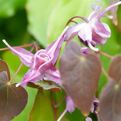 Epimedium (grandiflorum) Lilafee - for Sale Epimedium (grandiflorum) Lilafee