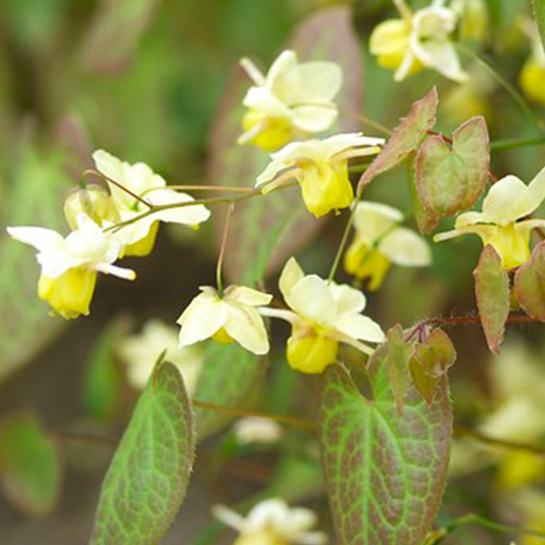 Epimedium (versicolor) Sulphureum - for Sale Epimedium (versicolor) Sulphureum
