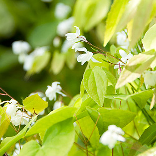 Epimedium (youngianum) Niveum - for Sale Epimedium (youngianum) Niveum