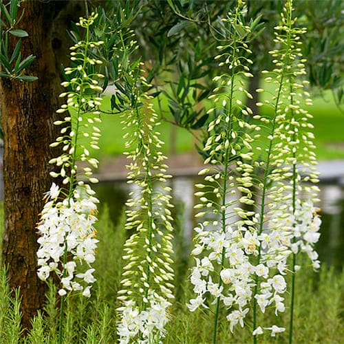 Eremurus Robustus - for Sale Eremurus Robustus
