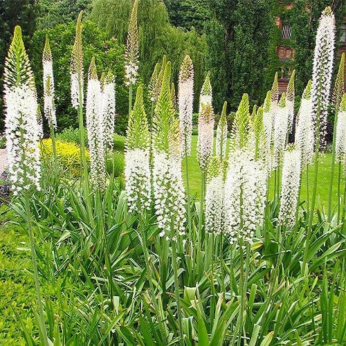 Eremurus Robustus - for Sale Eremurus Robustus