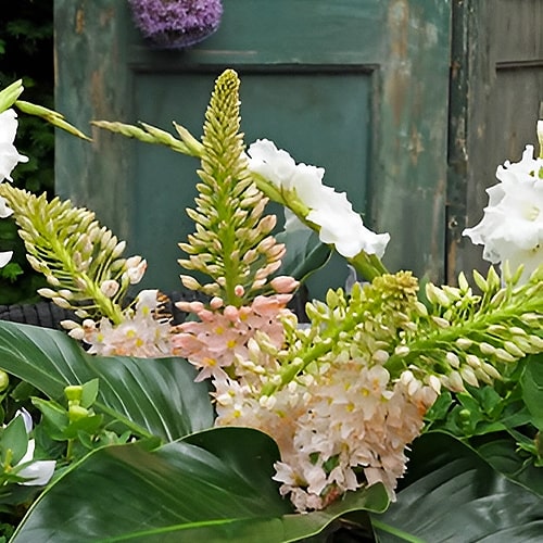 Eremurus Foxtrot - for Sale Eremurus Foxtrot