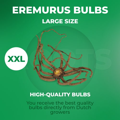 Eremurus Moneymaker - for Sale Eremurus Moneymaker