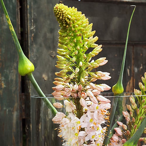 Eremurus Oase - for Sale Eremurus Oase