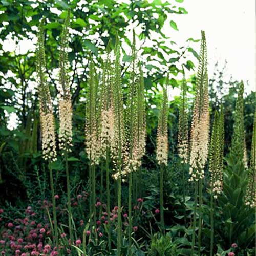 Eremurus Rexone - for Sale Eremurus Rexone