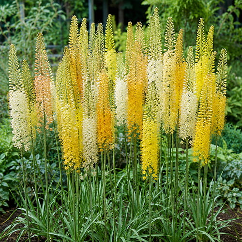 Eremurus Shelford Collection - for Sale Eremurus Shelford Collection