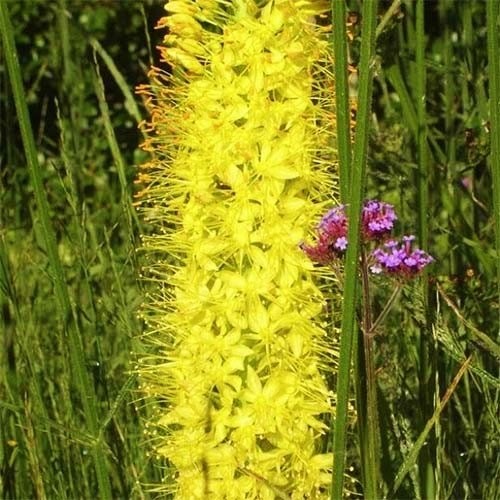 Eremurus Tap Dance - for Sale Eremurus Tap Dance