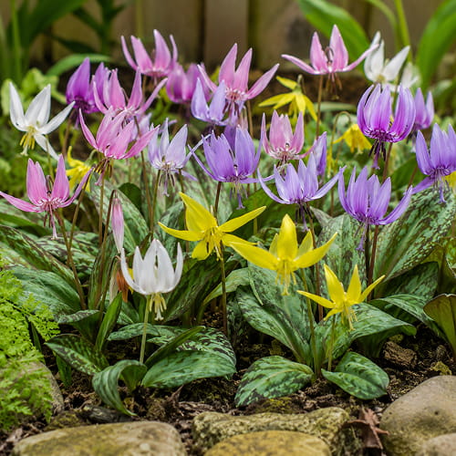 Erithronium Dens-Canis Collection - for Sale Erithronium Dens-Canis Collection