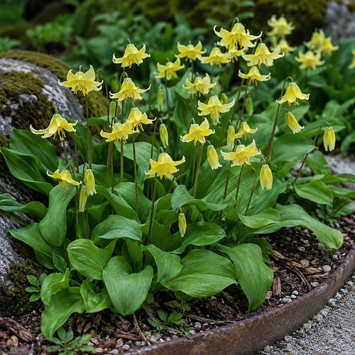 Erythronium Pagoda - for Sale Erythronium Pagoda