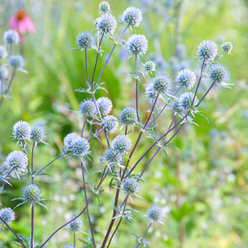 Eryngium (planum) - for Sale Eryngium (planum)