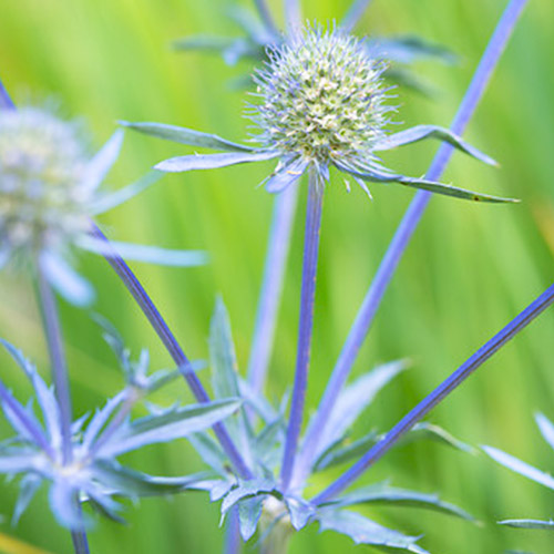 Eryngium (planum) - for Sale Eryngium (planum)