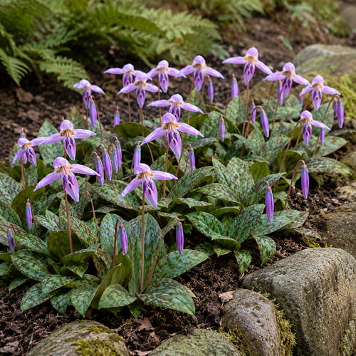 Erythronium Lilac Wonder - for Sale Erythronium Lilac Wonder