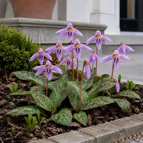 Erythronium Lilac Wonder - for Sale Erythronium Lilac Wonder