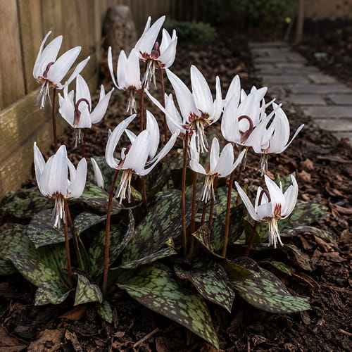Erythronium Snowflake - for Sale Erythronium Snowflake