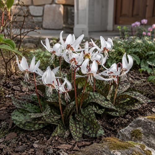 Erythronium Snowflake - for Sale Erythronium Snowflake