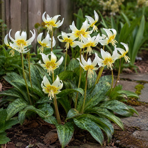 Erythronium White Beauty - for Sale Erythronium White Beauty
