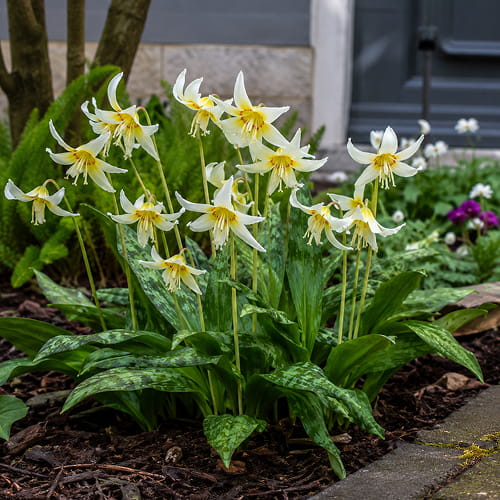 Erythronium White Beauty - for Sale Erythronium White Beauty