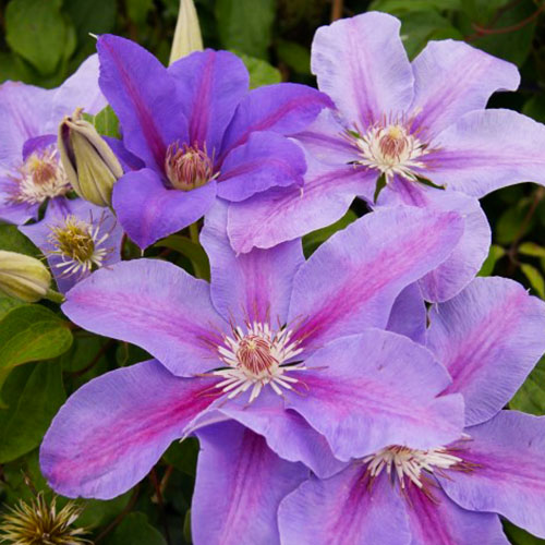 Clematis Etoile de Malicorne (Patens Group) - for Sale Clematis Etoile de Malicorne (Patens Group)