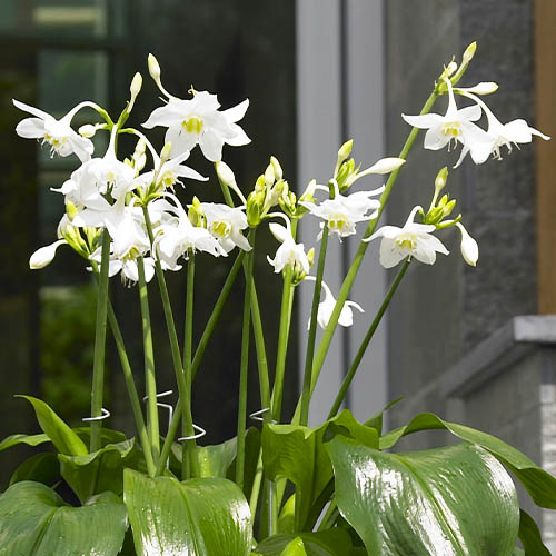 Eucharis amazonica - for Sale Eucharis amazonica