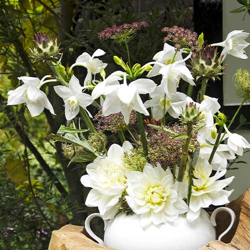 Eucharis grandiflora - for Sale Eucharis grandiflora