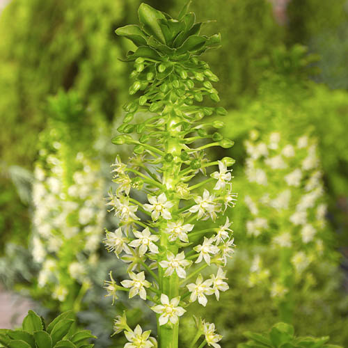 Eucomis pole-evansii - for Sale Eucomis pole-evansii