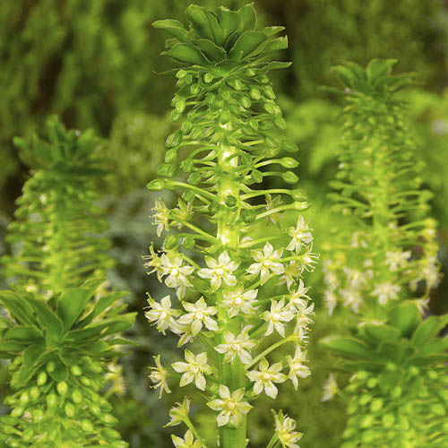 Eucomis pole-evansii - for Sale Eucomis pole-evansii