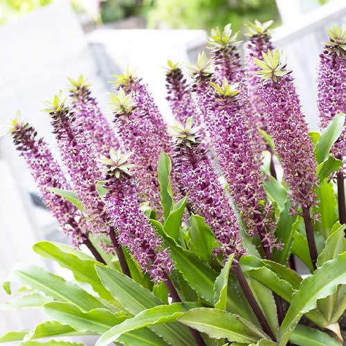Eucomis Twinkle Stars - for Sale Eucomis Twinkle Stars