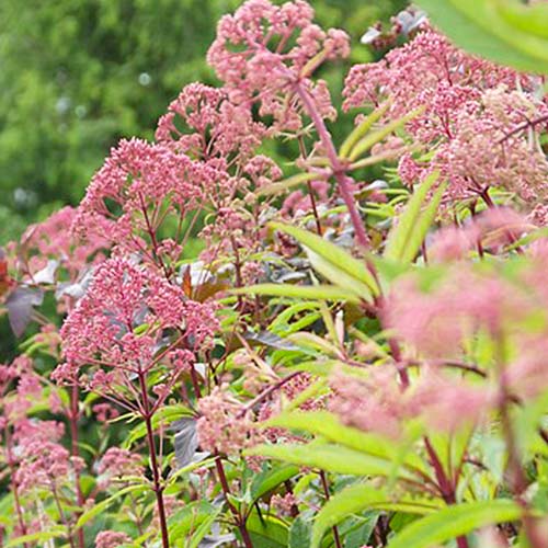 Eupatorium (maculatum) Atropurpureum - for Sale Eupatorium (maculatum) Atropurpureum