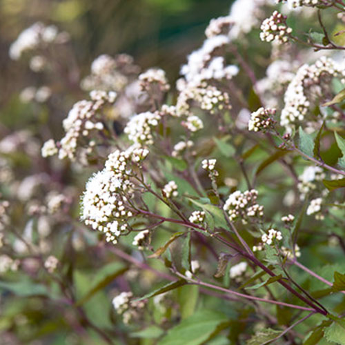 Eupatorium (rug.) Chocolate - for Sale Eupatorium (rug.) Chocolate