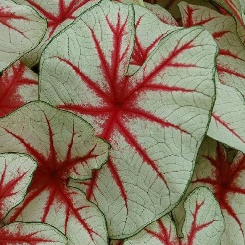 Caladium (Fancy leaf) Fiesta - for Sale Caladium (Fancy leaf) Fiesta