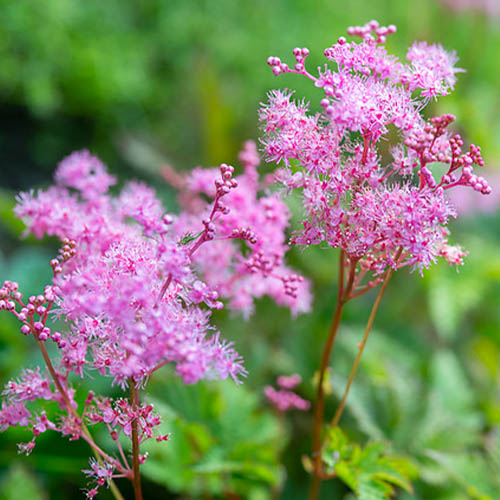 Filipendula Kahome - for Sale Filipendula Kahome