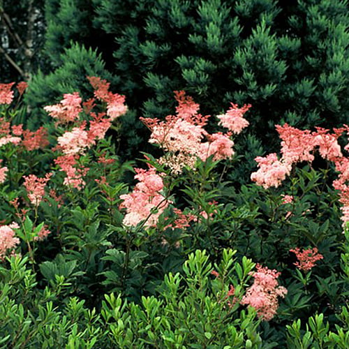 Filipendula (rubra) Venusta - for Sale Filipendula (rubra) Venusta