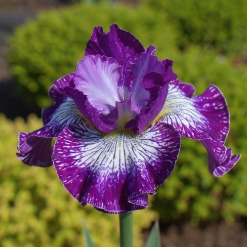 Iris Siberica (Siberian) Something Shocking - for Sale Iris Siberica (Siberian) Something Shocking