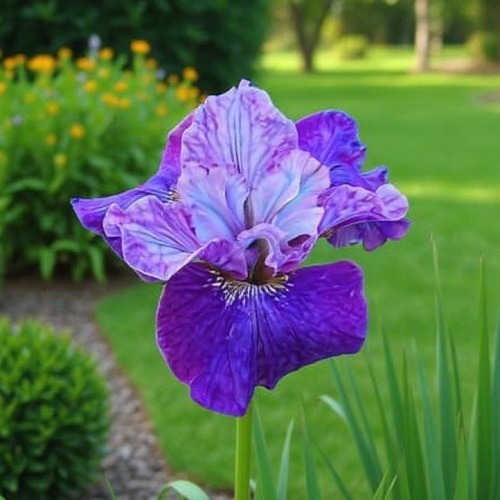 Iris Siberica (Siberian) Star Lion - for Sale Iris Siberica (Siberian) Star Lion