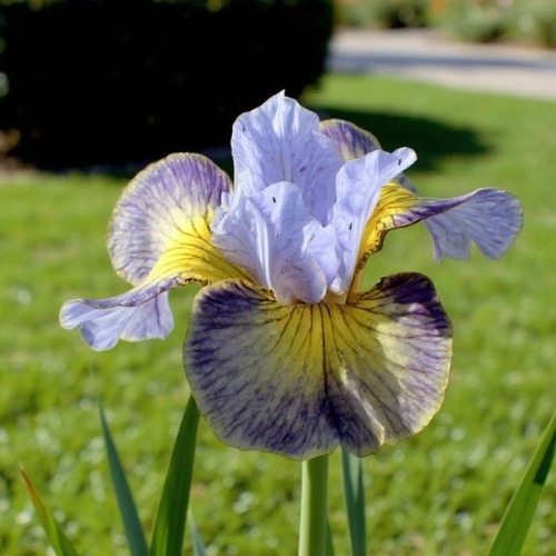 Iris Siberica (Siberian) Sun Comes Up - for Sale Iris Siberica (Siberian) Sun Comes Up