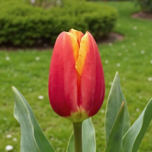 Tulipano Carpe Diem - for Sale Tulipano Carpe Diem