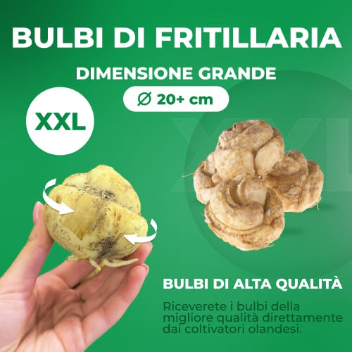 Fritillaria Persica Twin Towers Tribute - for Sale Fritillaria Persica Twin Towers Tribute