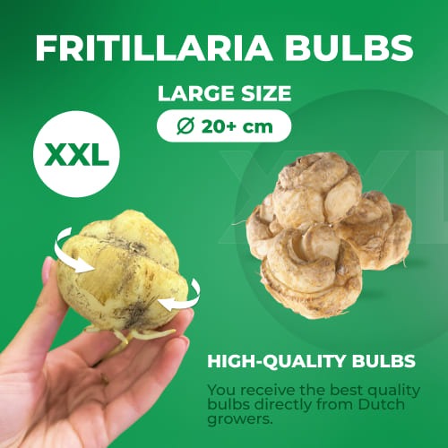 Fritillaria Persica Twin Towers Tribute - for Sale Fritillaria Persica Twin Towers Tribute