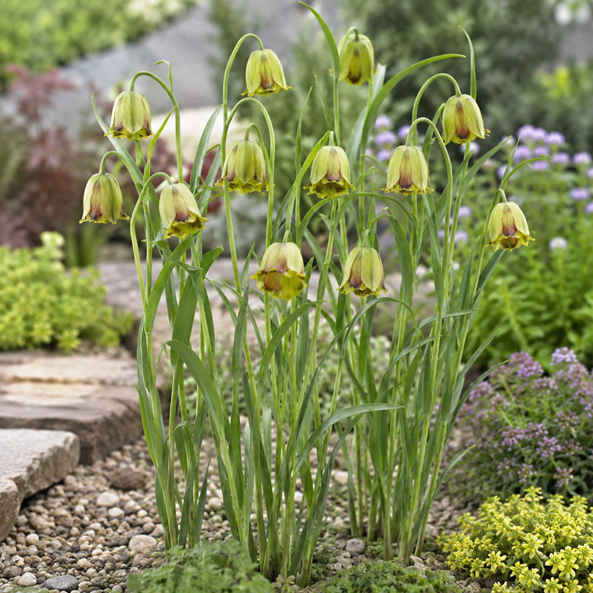 Fritillaria acmopetala - for Sale Fritillaria acmopetala