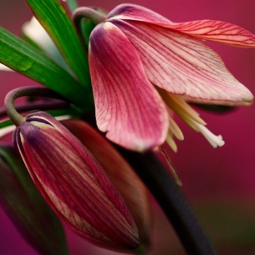 Fritillaria Bach - for Sale Fritillaria Bach