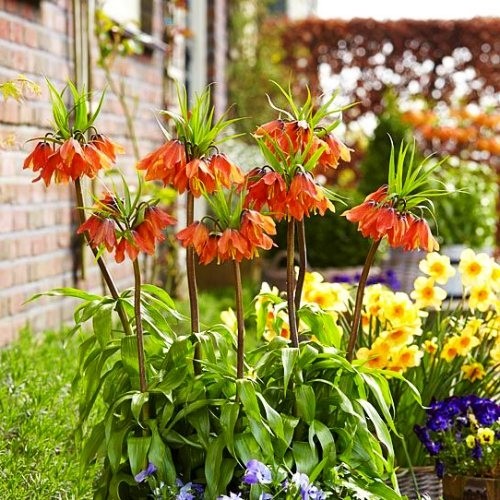 Fritillaria Bach - for Sale Fritillaria Bach