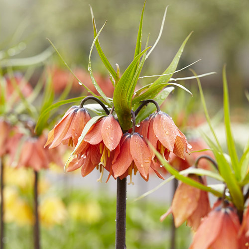 Fritillaria Beethoven - for Sale Fritillaria Beethoven