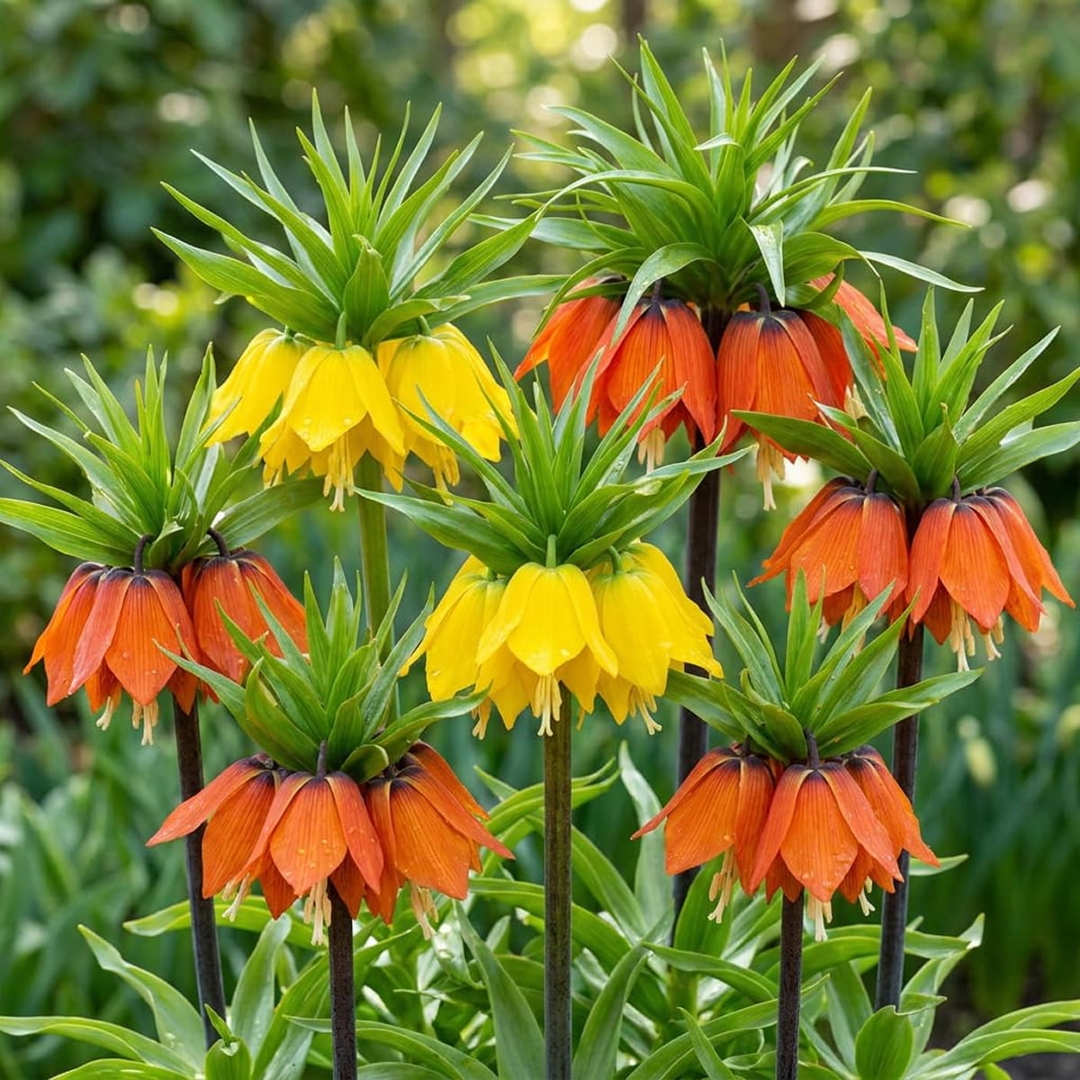 Fritillaria Imperialis Collection (6 Løg) - for Sale Fritillaria Imperialis Collection (6 Løg)