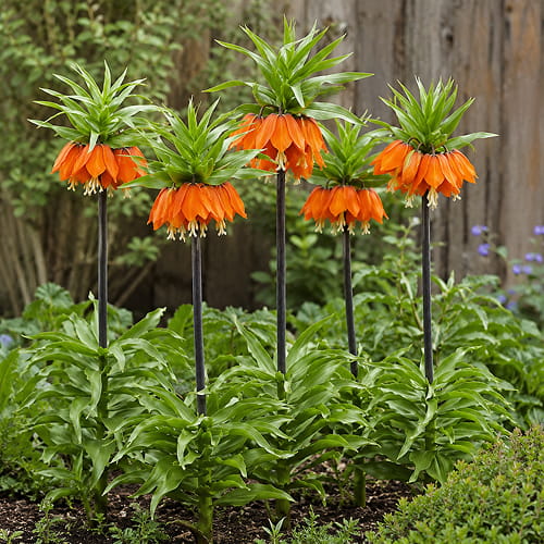 Fritillaria imperialis Garland Star - for Sale Fritillaria imperialis Garland Star