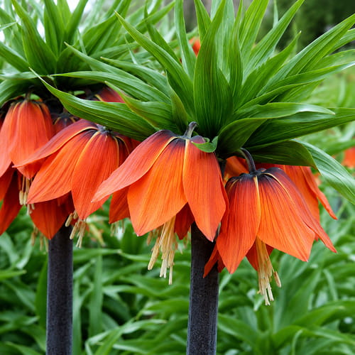 Fritillaria Imperialis Rubra - for Sale Fritillaria Imperialis Rubra