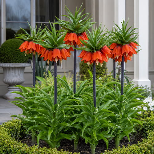 Fritillaria Imperialis Rubra - for Sale Fritillaria Imperialis Rubra