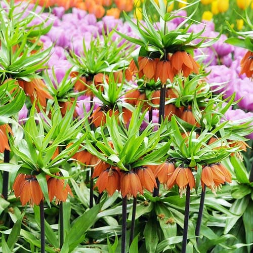 Fritillaria Іnodora Sunset - for Sale Fritillaria Іnodora Sunset