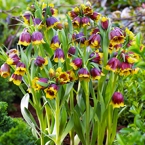 Fritillaria michailovskyi - for Sale Fritillaria michailovskyi